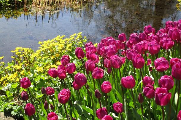 明亮的紫色的郁金香在女王伊丽莎白公园花园,不列颠的关口