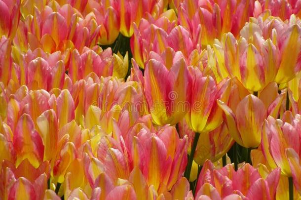 明亮的粉红色的和黄色的郁金香在<strong>女王伊丽莎白</strong>公园花园,Brazil巴西