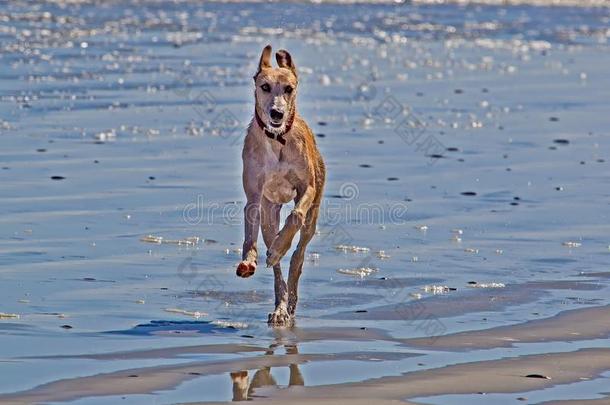 infraredimagingseekerhe红外成像自动寻的弹头猎狼犬用于跳跃的向海滩
