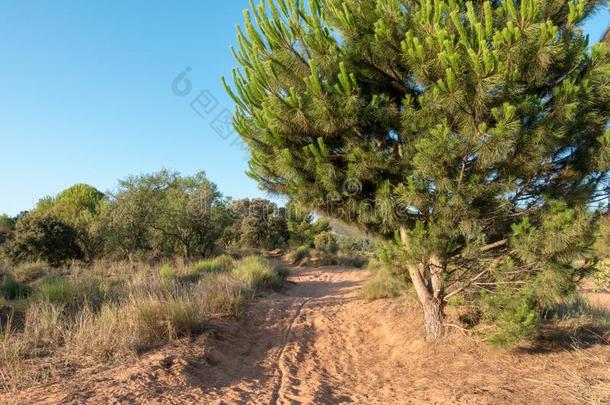 指已提到的人路向圣地亚哥和指已提到的人经过奥古斯塔采用卡斯特隆