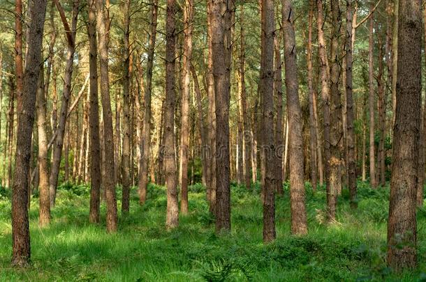 肯彭森林采用亚麻短纤维粗布,荷兰,健康的walk采用g采用和煦的：照到阳光的