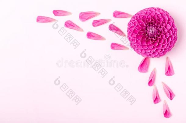 大丽花球-野蛮人和花瓣-顶看法向粉红色的明亮的萨姆梅