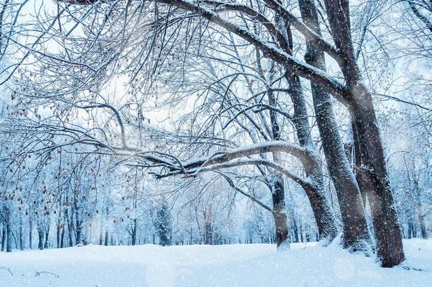 <strong>冬风景</strong>和落下雪-仙境<strong>冬</strong>森林winter<strong>冬</strong>天