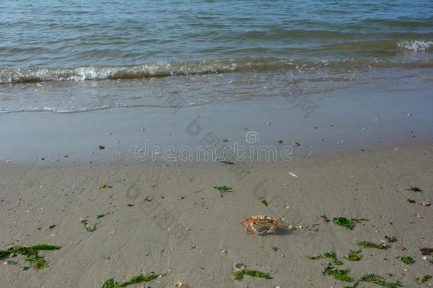 蟹向指已提到的人沙的海滩在之前海波