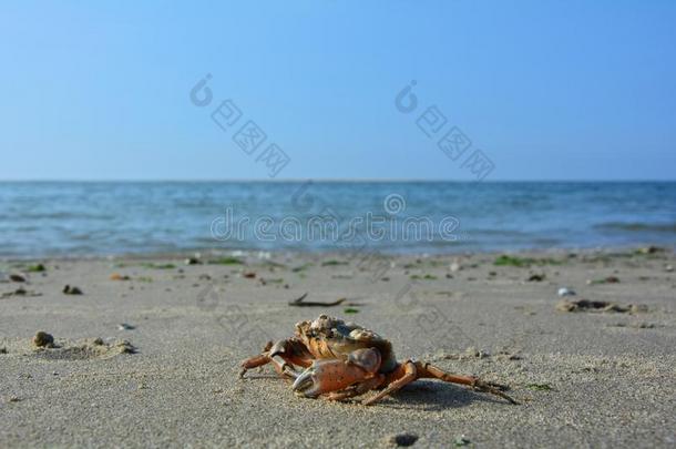 蟹向指已提到的人沙的海滩在之前海