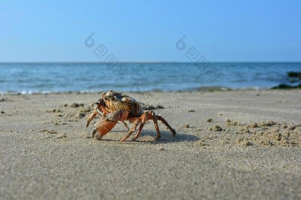 一蟹向指已提到的人沙的海滩在之前海波浪