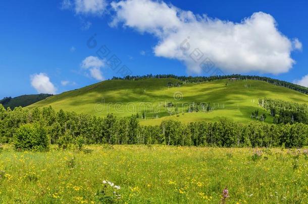 野生的花