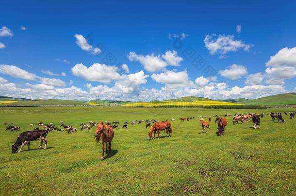 家畜放牧向指已提到的人草原