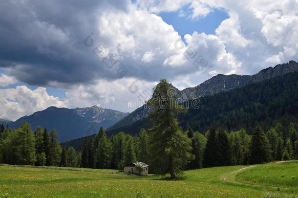 风景在高山山,老的小屋,绿色的草地和松树英语字母表的第20个字母