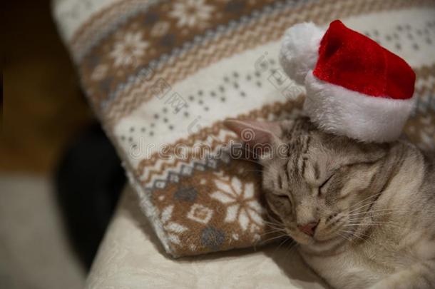 猫奥希猫采用圣诞节红色的帽子,平静地sleep采用g向指已提到的人沙发