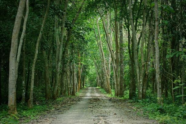 走道小路小路和身材高的树采用森林:泰国