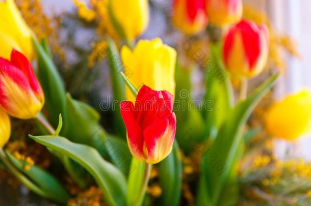富有色彩的祝贺的春季花束关于郁金香和含羞草.subjectmatterarea主题区