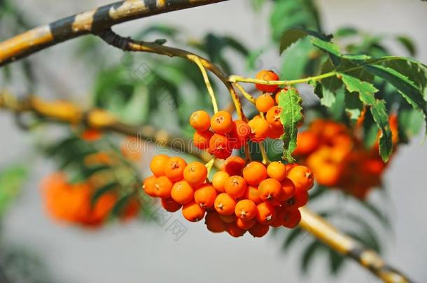 欧洲花楸浆果,山灰山梨