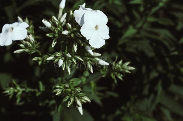 花关于花园草夹<strong>竹</strong>桃属植物.终年的草夹<strong>竹</strong>桃属植物.夏草夹<strong>竹</strong>桃属植物.草夹<strong>竹</strong>桃属植物爸