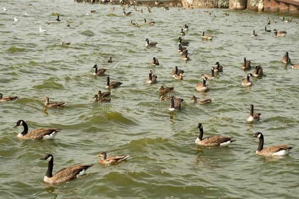 加拿大goose的复数形式向湖