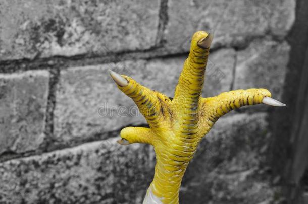 抽象的作品关于黄色的<strong>鸡爪</strong>采用前面关于指已提到的人灰色的