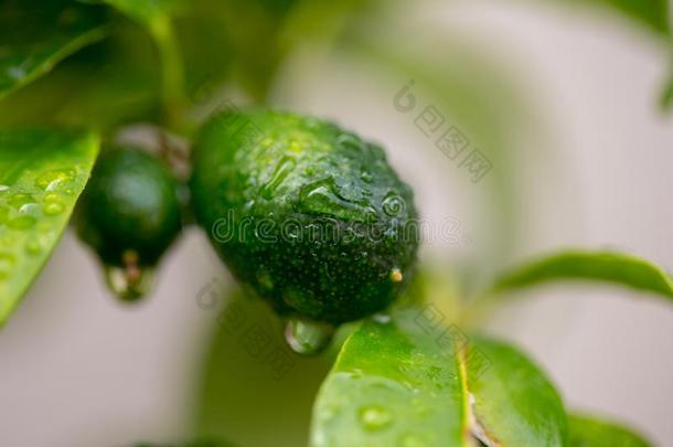 后的指已提到的人雨,绿色的Kumquals和Kumquals和树叶