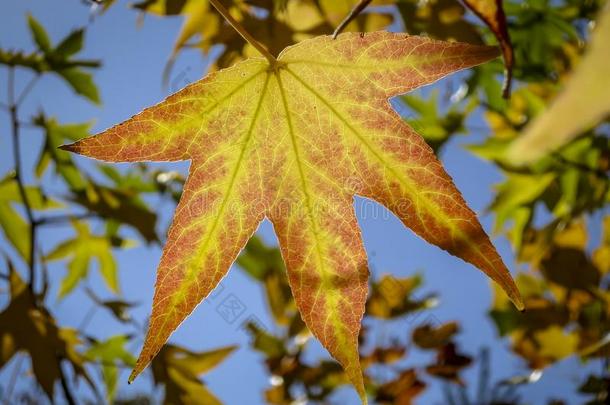 秋黄色的和金树叶胶皮糖香树斯特拉西夫拉,琥珀特尔