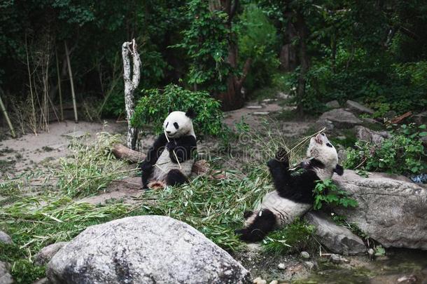 两个饥饿的巨人熊猫熊大猫熊属梅勒诺卢卡吃竹子