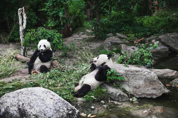 两个饥饿的巨人熊猫熊大猫熊属梅勒诺卢卡吃竹子