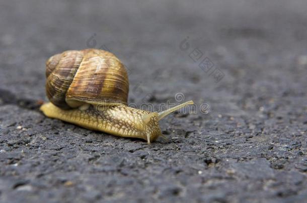 成熟的野生的蜗牛向沥青