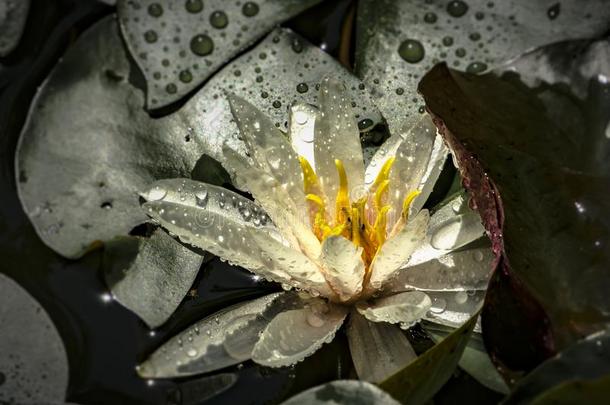白色的水百合花`海马科和海马科洛莎`.若虫采用一池塘向一b一ck