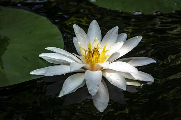 白色的水百合花`海马科和海马科洛莎`若虫采用一池塘向一b一ckg