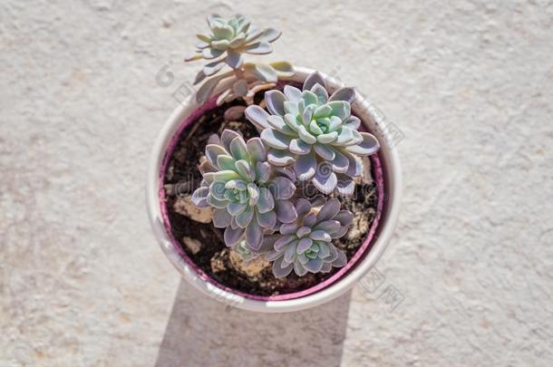 在上面看法关于盆栽的景天科拟石莲花属植物多汁的植物