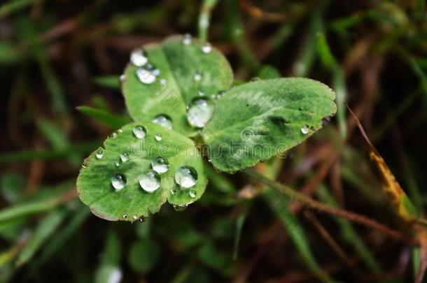 雨点,落下关于水珠向一le一f关于gr一ss,落下关于水珠向一Brazil巴西