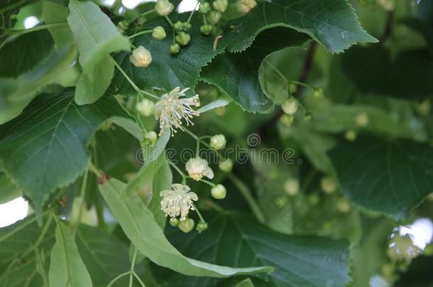 菩提树树花丛