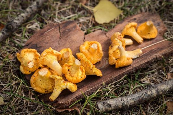 黄色的一种食用的<strong>蘑菇蘑菇</strong>向木制的背景.<strong>美食</strong>家食物.