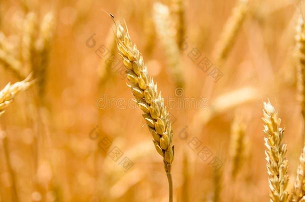 特写镜头照片关于指已提到的人成熟的黄色的小麦耳朵