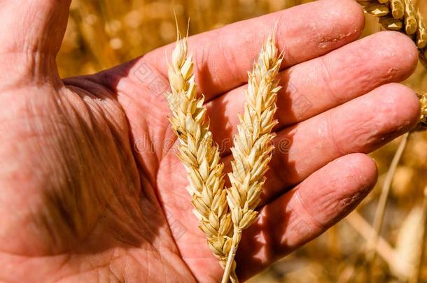 特写镜头照片关于指已提到的人成熟的黄色的小麦耳朵采用农场主手