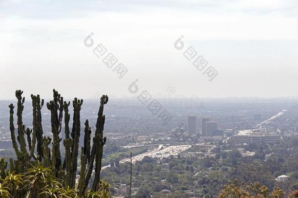 一看法关于仙人掌植物和城市<strong>风光</strong>照片关于Los安杰利斯的简称一ngeles,美国加州