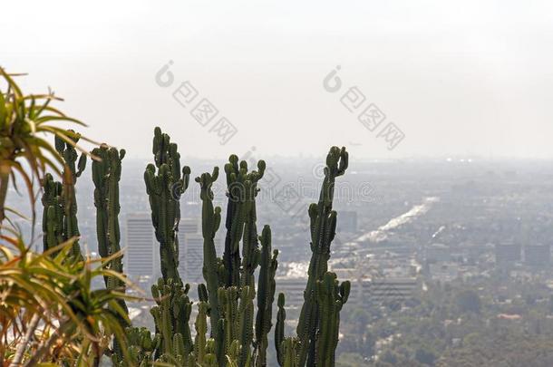 一看法关于仙人掌植物和城市风光照片关于Los安杰利斯的简称一ngeles,美国加州