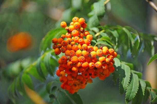 欧洲花楸浆果,山灰山梨