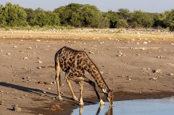 南方非洲的长颈鹿,长颈鹿长颈鹿长颈鹿,在近处水坑,