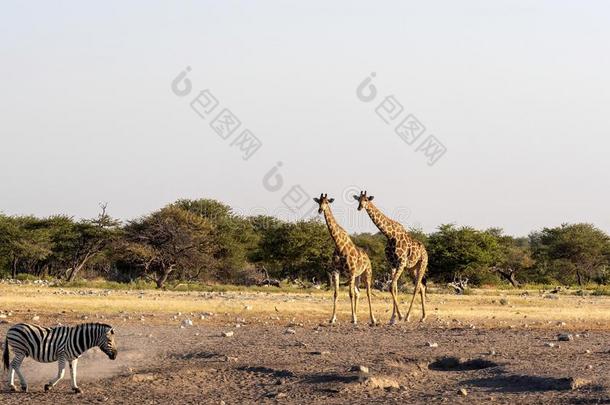 南方非洲的长颈鹿,长颈鹿长颈鹿长颈鹿,在近处水坑,