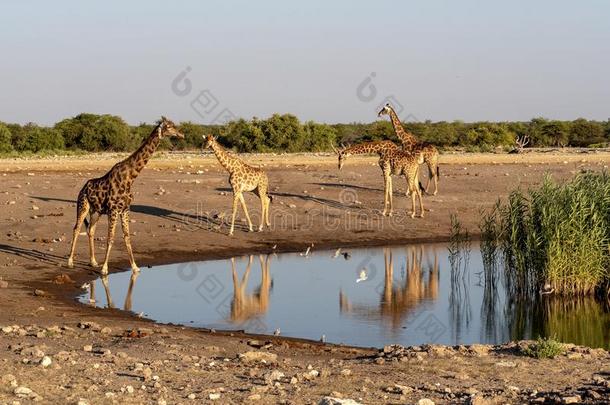 南方非洲的<strong>长颈鹿</strong>,<strong>长颈鹿长颈鹿长颈鹿</strong>,在近处水坑,