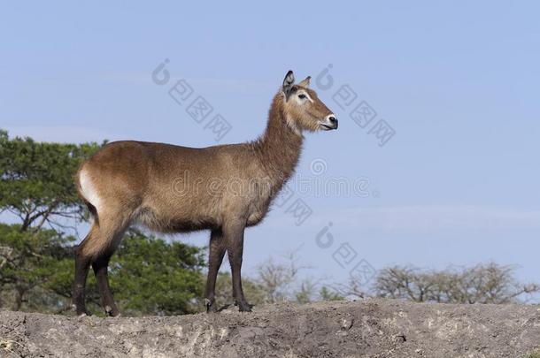 德法萨非洲大羚羊,水羚属省略号德法萨