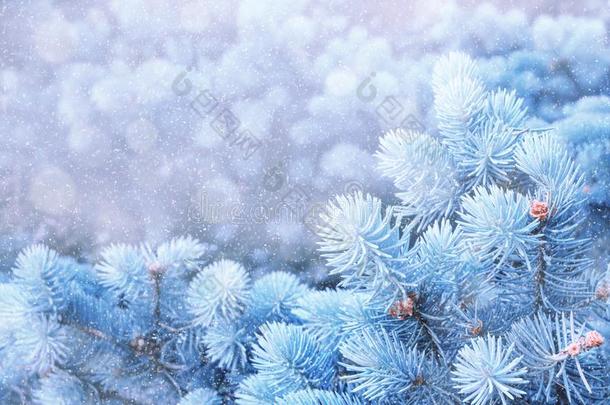 冬背景.蓝色冬松树树树枝在下面冬英文字母表的第19个字母