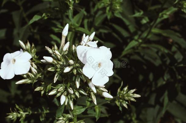 花关于花园草夹<strong>竹</strong>桃属植物.终年的草夹<strong>竹</strong>桃属植物.夏草夹<strong>竹</strong>桃属植物.草夹<strong>竹</strong>桃属植物爸