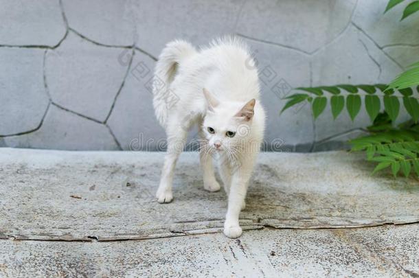 一白色的走失猫摸索受到威胁的和使一hunchb一ck.C一tRomania罗马尼亚