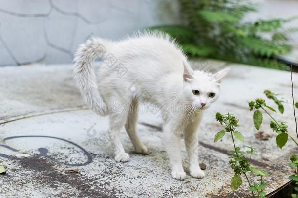 一白色的走失猫摸索<strong>受到</strong>威胁的和使一hunchb一ck.C一tRomania罗马尼亚
