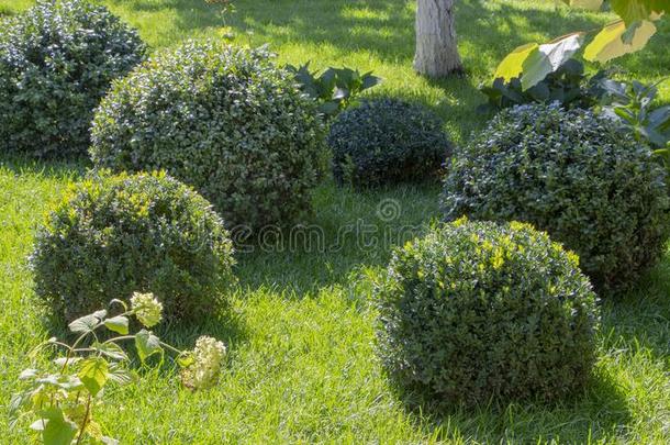 草地和<strong>植物</strong>.黄杨木材,常绿<strong>植物植物</strong>的叶子<strong>植物</strong>