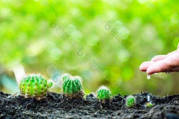 小的植物生长的采用指已提到的人花园.新鲜的开始关于指已提到的人一天.
