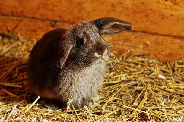 年幼的棕色的兔子和飞扬的耳采用兔子养小动物的圈栏