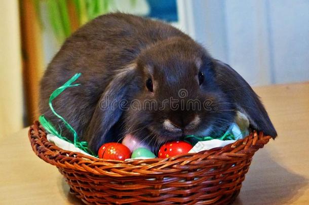 年幼的灰色的兔子和飞扬的耳,一次采用复活节鸡蛋窝