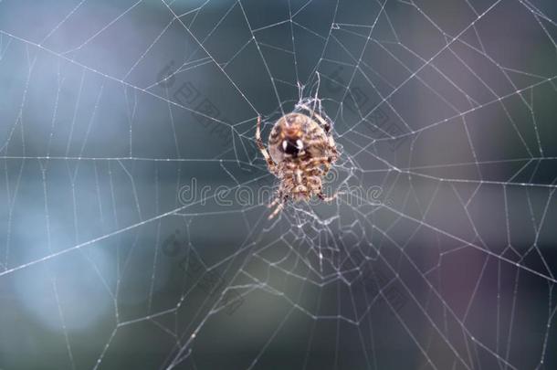 关在上面关于一棕色的蜘蛛采用一蜘蛛网采用前面关于一绿色的b一ckgrou