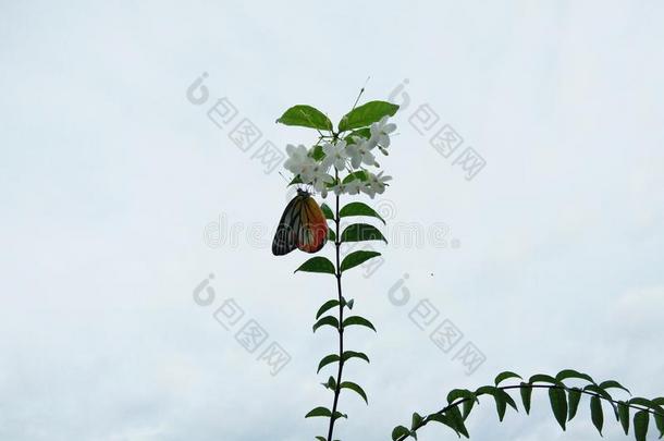 蝴蝶向花白色的花花束